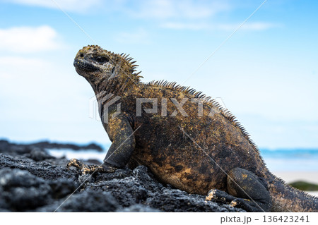 Marine iguana on rocks at Puerto Villamil beach, Galapagos, Ecuador Marine iguana on rocks at Puerto Villamil beach, Galapagos, Ecuador 136423241