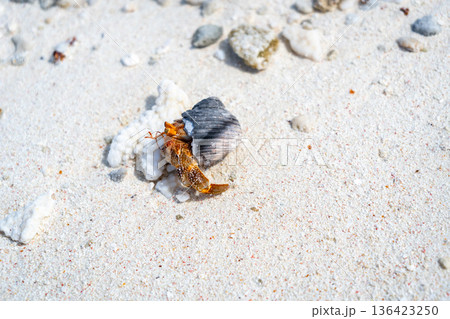 Hermit crab on a white sand beach in Maupiti, French Polynesia Hermit crab on a white sand beach in Maupiti, French Polynesia 136423250