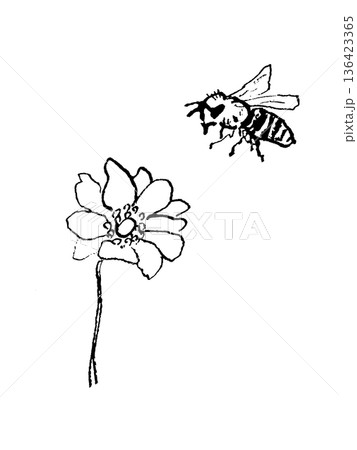 アネモネの花とミツバチの線画イラスト アネモネの花とミツバチの線画イラスト 136423365