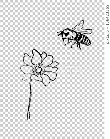 アネモネの花とミツバチの線画イラスト アネモネの花とミツバチの線画イラスト 136423365
