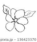クチナシの花の線画イラスト クチナシの花の線画イラスト 136423370
