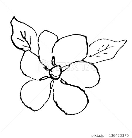 クチナシの花の線画イラスト クチナシの花の線画イラスト 136423370
