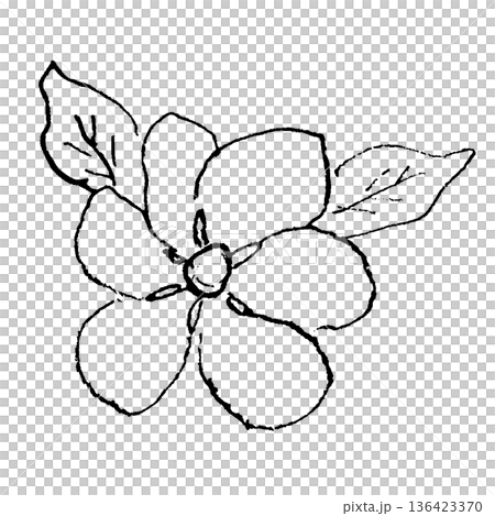 クチナシの花の線画イラスト クチナシの花の線画イラスト 136423370