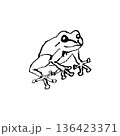 カエルの線画イラスト カエルの線画イラスト 136423371
