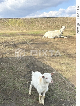 のどかな土手でくつろぐヤギの親子 のどかな土手でくつろぐヤギの親子 136423379