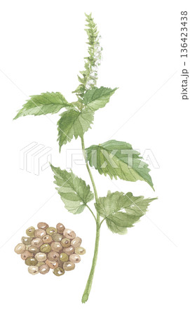 水彩で描いたエゴマ　花と葉と種子 136423438