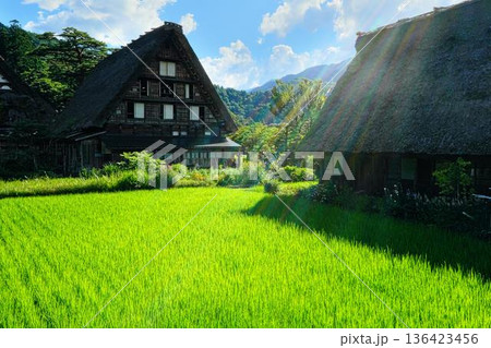 夏の白川郷、合掌造り 夏の白川郷、合掌造り 136423456