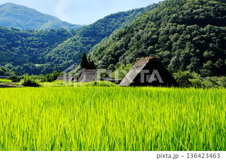 夏の白川郷、合掌造り 136423463