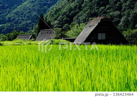 夏の白川郷、合掌造り 136423464