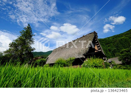 夏の白川郷、合掌造り 136423465