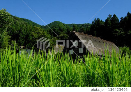 夏の白川郷、合掌造り 夏の白川郷、合掌造り 136423493
