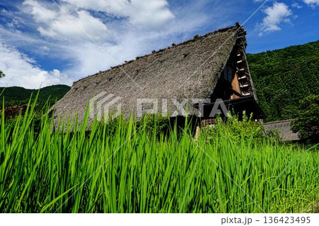 夏の白川郷、合掌造り 夏の白川郷、合掌造り 136423495