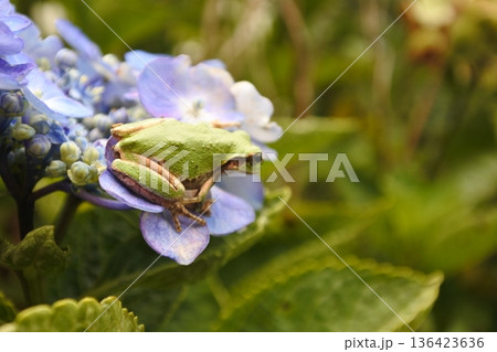 紫陽花とアマガエル、6月、梅雨、青、蛙 紫陽花とアマガエル、6月、梅雨、青、蛙 136423636