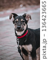 Cute winter portrait of Dog. Mixed-breed puppy with black fur and tan points, wearing a bright red collar and leash. Alert ears and friendly gaze. 136423665