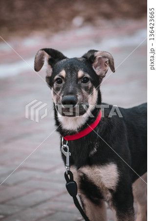Cute winter portrait of Dog. Mixed-breed puppy with black fur and tan points, wearing a bright red collar and leash. Alert ears and friendly gaze. Cute winter portrait of Dog. Mixed-breed puppy with black fur and tan points, wearing a bright red collar and leash. Alert ears and friendly gaze. 136423665