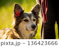 Portrait of a collie dog in profile, looking forward and pricking up its ears, in brown and coffee tones against a background of green grass 136423666