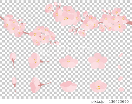 春季櫻花枝梢和花朵各部分，盛開，斜向花苞，花瓣，枝條，自然插畫向量圖集素材 136423690