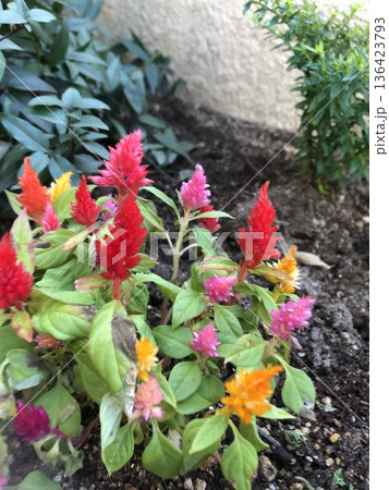 花壇に咲くケイトウ 花壇に咲くケイトウ 136423793
