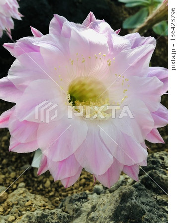 ピンク色のサボテンの花が咲いています ピンク色のサボテンの花が咲いています 136423796