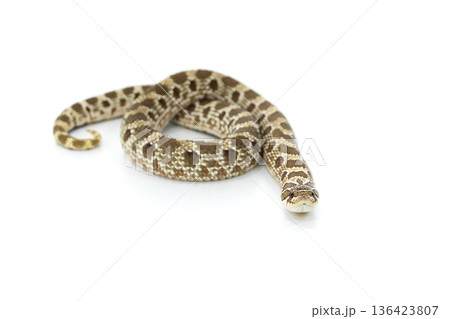 Western Hognose Snake Isolated on White Background, Studio Reptile Photography Western Hognose Snake Isolated on White Background, Studio Reptile Photography 136423807