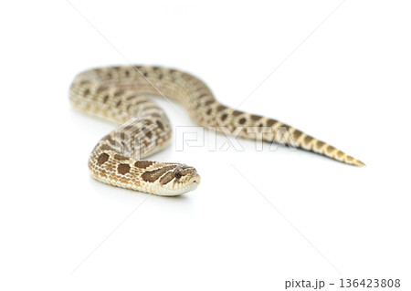 Western Hognose Snake Isolated on White Background, Studio Reptile Photography Western Hognose Snake Isolated on White Background, Studio Reptile Photography 136423808