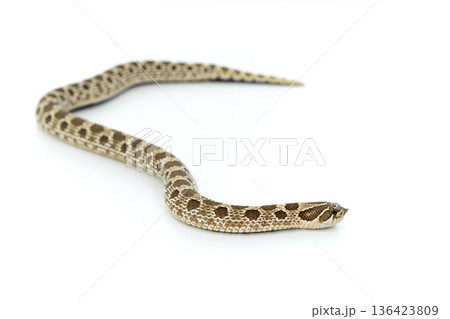 Western Hognose Snake Isolated on White Background, Studio Reptile Photography Western Hognose Snake Isolated on White Background, Studio Reptile Photography 136423809