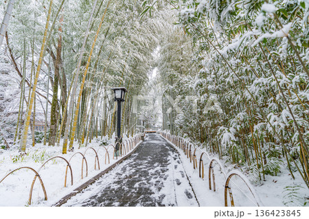 修善寺　竹林の小径　雪景色　（静岡県伊豆市） 136423845