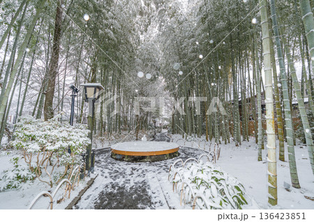 修善寺 竹林の小径 雪景色 (静岡県伊豆市) 修善寺 竹林の小径 雪景色 (静岡県伊豆市) 136423851