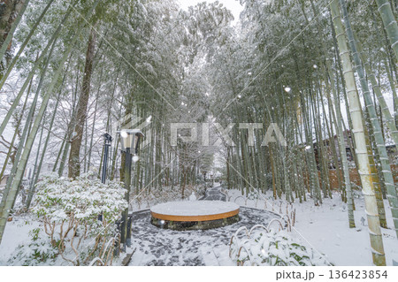 修善寺 竹林の小径 雪景色 (静岡県伊豆市) 修善寺 竹林の小径 雪景色 (静岡県伊豆市) 136423854