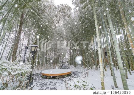 修善寺 竹林の小径 雪景色 (静岡県伊豆市) 修善寺 竹林の小径 雪景色 (静岡県伊豆市) 136423859
