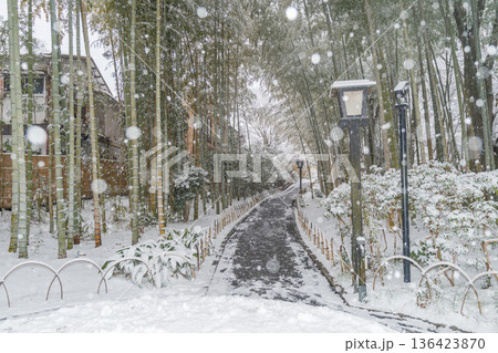 修善寺　竹林の小径　雪景色　（静岡県伊豆市） 136423870