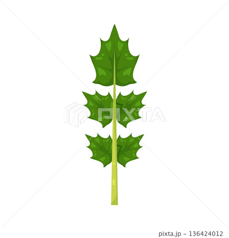 Illustration of leaf Illustration of leaf 136424012