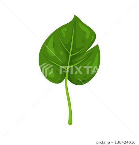 Illustration of leaf Illustration of leaf 136424016