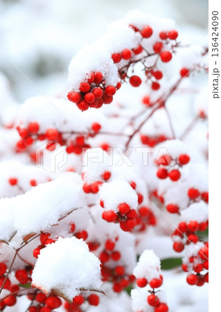 雪をかぶったナンテンの木 136424090
