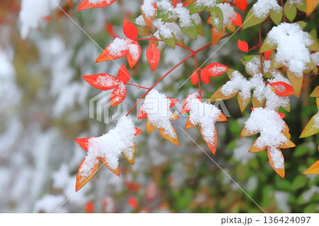 雪をかぶったナンテンの木 136424097