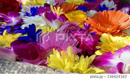 3月のカラフルな花手水(菊・ガーベラ・デンファレ)〈菅生神社/愛知県岡崎市〉 136424163