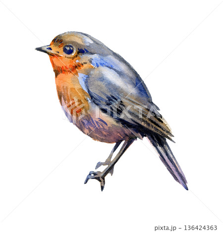 Hand-painted watercolor illustration of a charming little robin bird. This detailed wildlife sketch features soft feathers in grey, orange, and blue tones, capturing a sweet, natural moment in a 136424363