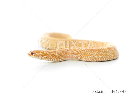 Arctic Albino Anaconda Hognose Snake Isolated on White Background Arctic Albino Anaconda Hognose Snake Isolated on White Background 136424422