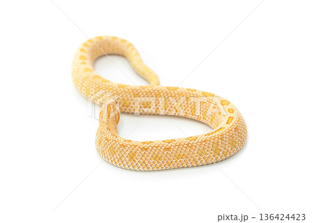Arctic Albino Anaconda Hognose Snake Isolated on White Background 136424423