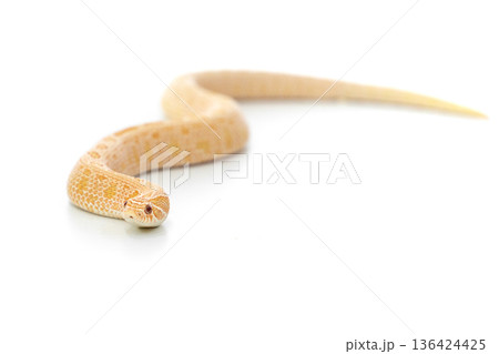 Arctic Albino Anaconda Hognose Snake Isolated on White Background Arctic Albino Anaconda Hognose Snake Isolated on White Background 136424425
