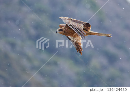 雪が降る日に飛ぶトビ 136424480