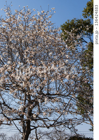 シデコブシ【モクレン科】開花した白い花・埼玉県・3月 シデコブシ【モクレン科】開花した白い花・埼玉県・3月 136424883