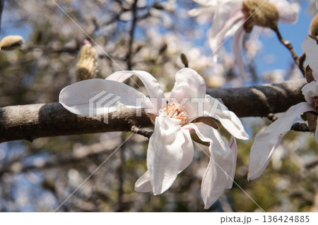 シデコブシ【モクレン科】白い花をクローズアップ・埼玉県・3月 シデコブシ【モクレン科】白い花をクローズアップ・埼玉県・3月 136424885