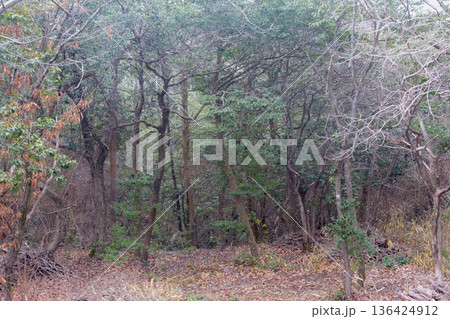 森の中の尾根道横に崖キケン 136424912