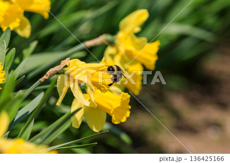 北海道洞爺湖町、春を告げるスイセンと吸蜜する蜂【5月】 136425166