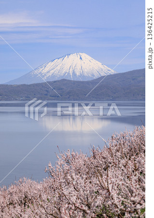 北海道壮瞥町、満開の梅に包まれた壮瞥公園から眺める羊蹄山と洞爺湖【5月】 136425215