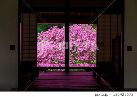 北海道伊達市、有珠善光寺の客殿裏に咲くヨドガワツツジ【5月】 136425572