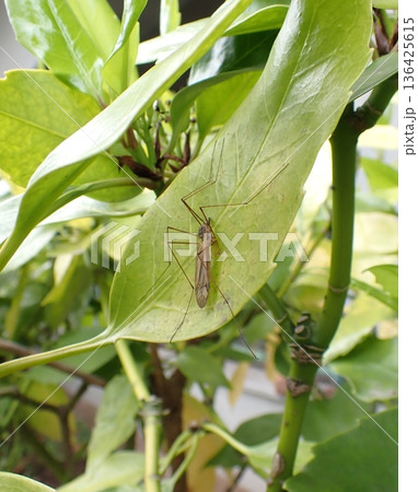 葉の上のガガンボ　 136425615