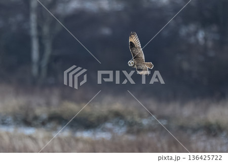 コミミズク 136425722