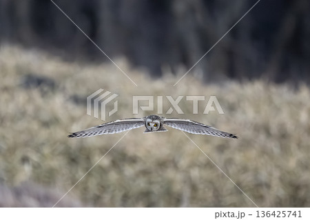 コミミズク 136425741